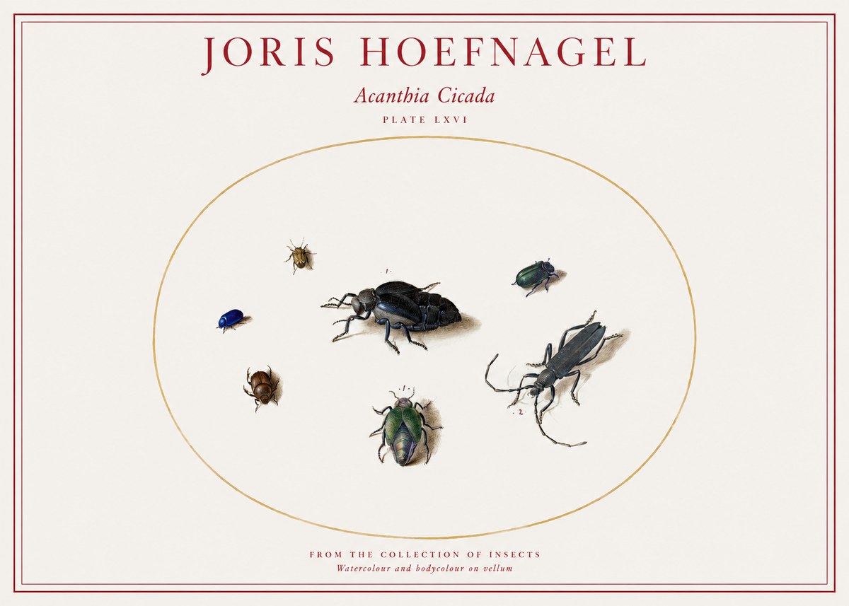 Joris Hoefnagel Acanthia Cicada No1 - Póster
