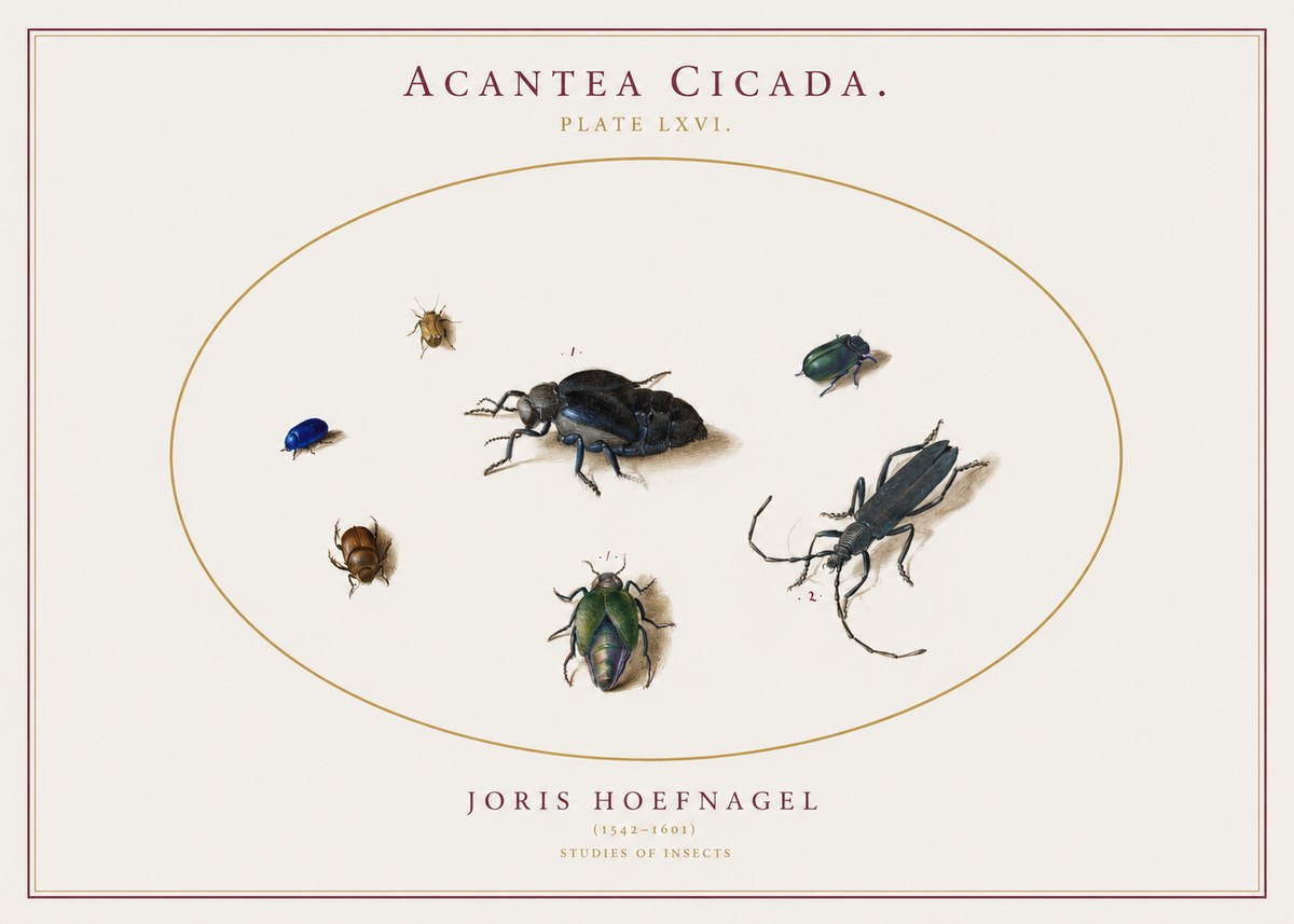 Joris Hoefnagel Acanthia Cicada No3 - Póster