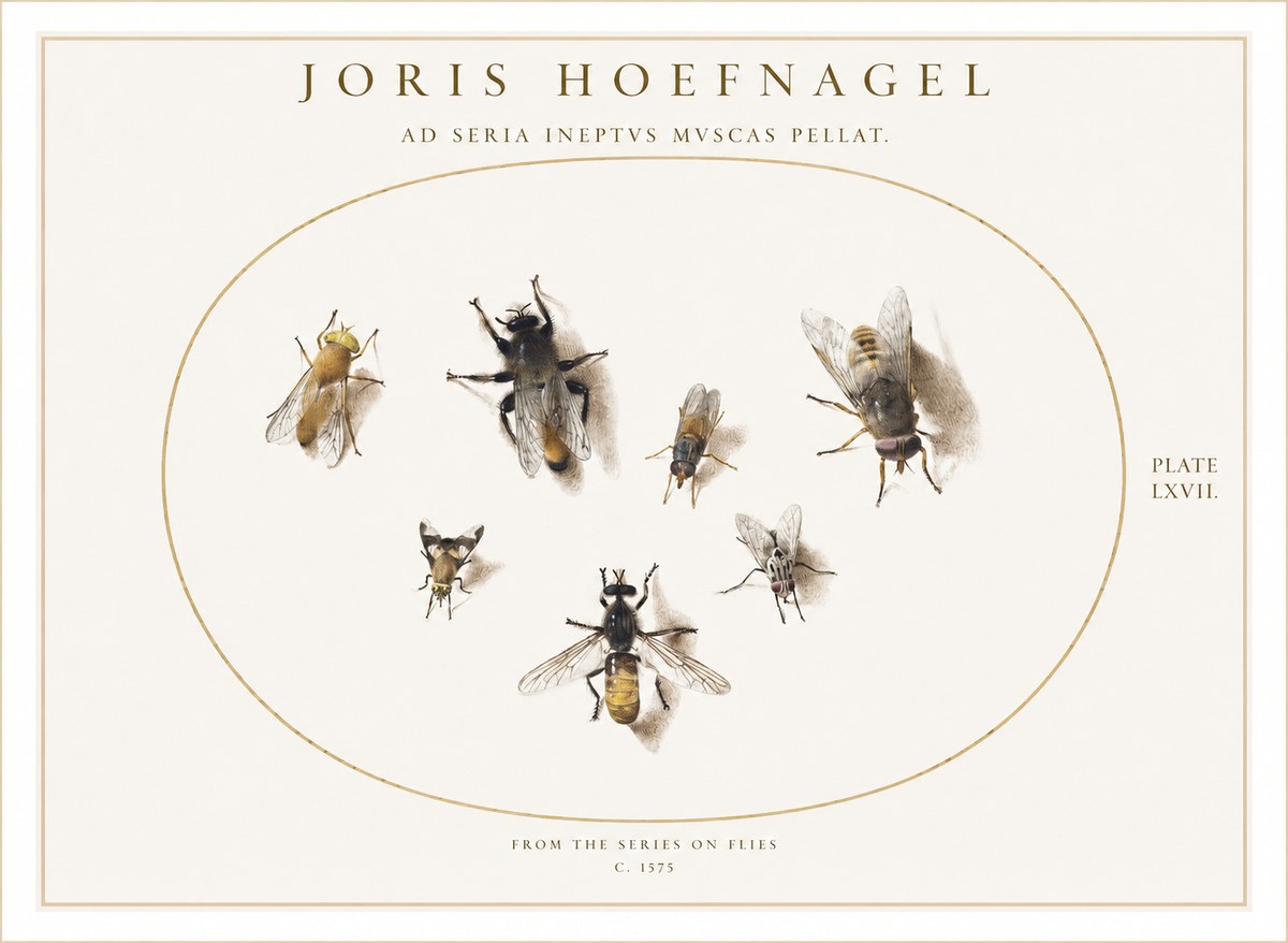 Joris Hoefnagel From the Series on Flies - Plate Lxvii. No1 - Póster