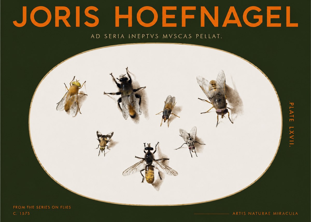 Joris Hoefnagel From the Series on Flies - Plate Lxvii. No2 - Póster