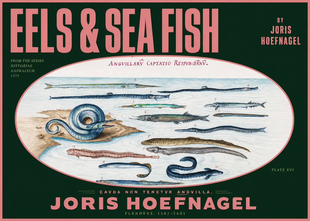 Joris Hoefnagel Eels and Sea Fish No2 - Póster