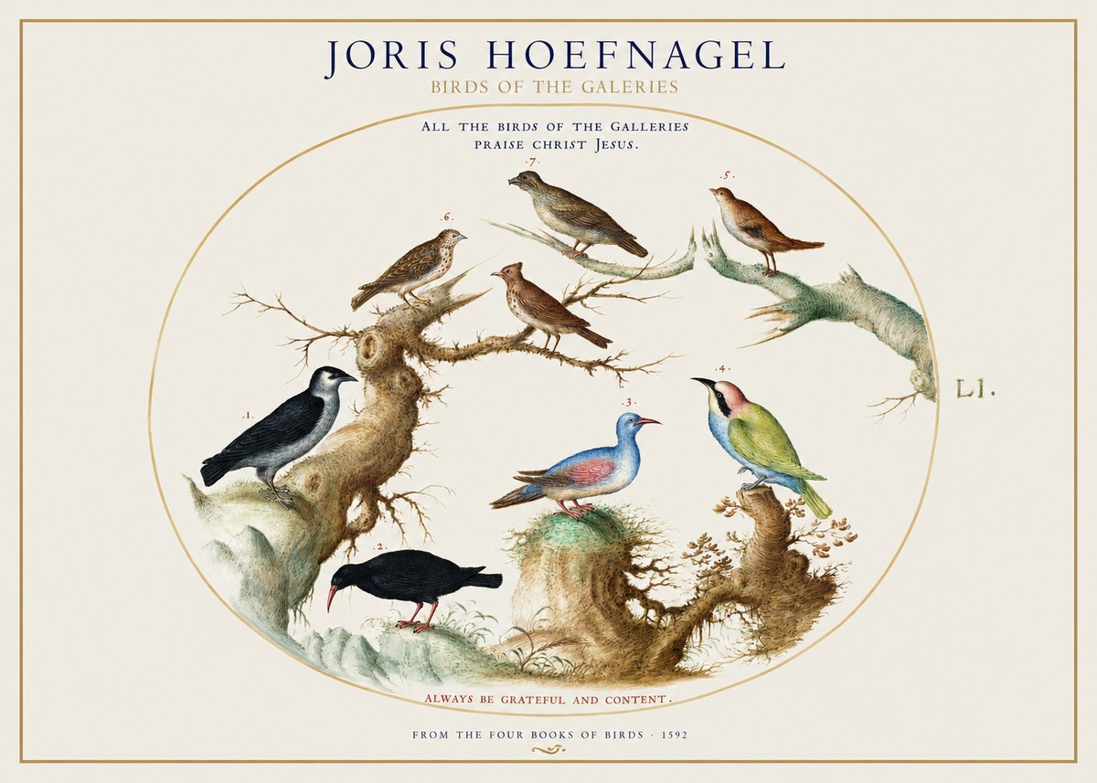 Joris Hoefnagel Birds of the Galeries No1 - Póster