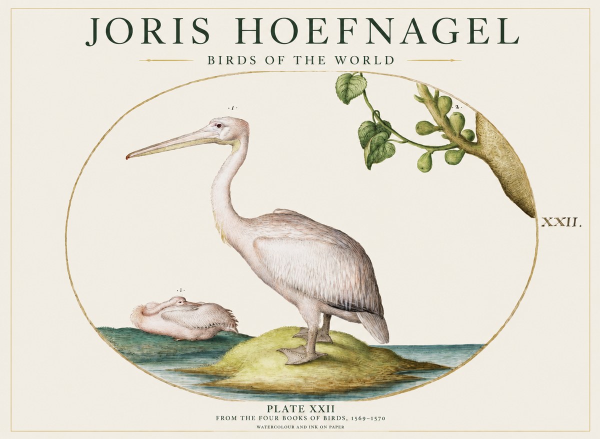 Joris Hoefnagel Plate Xxii No1 - Póster