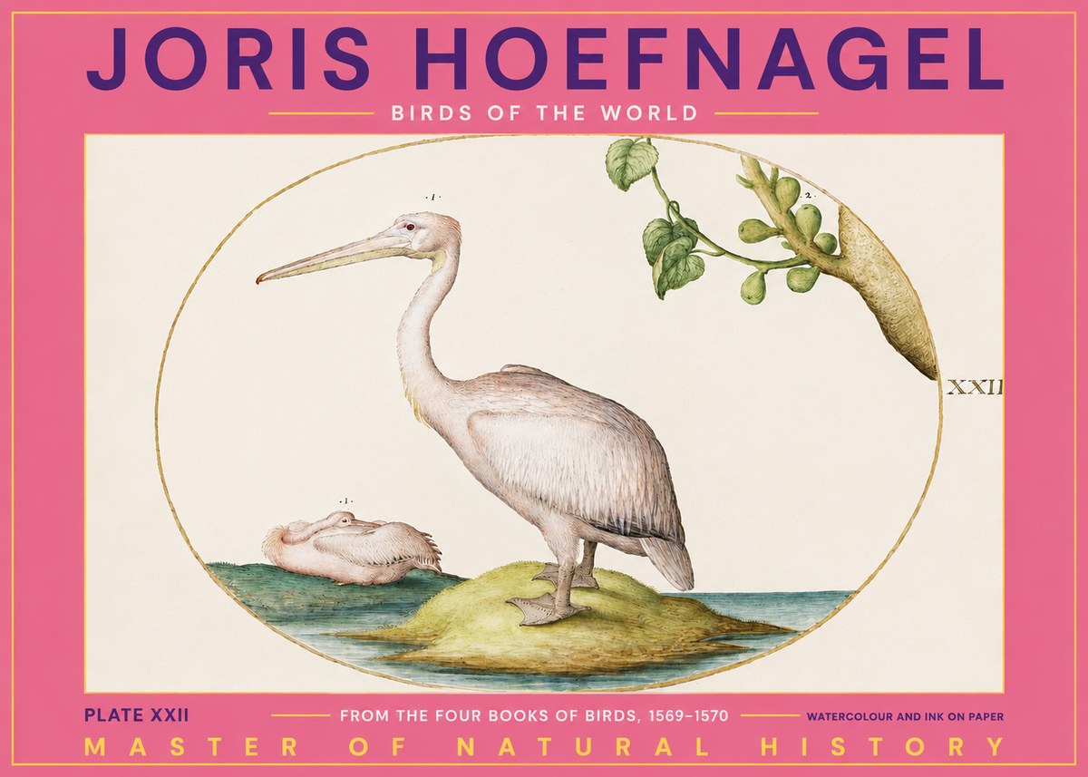 Joris Hoefnagel Plate Xxii No2 - Póster