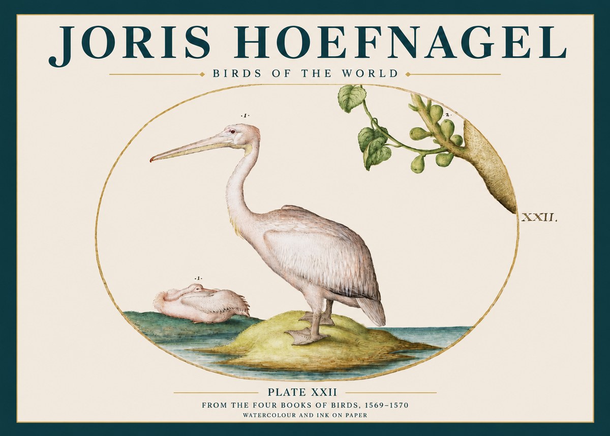 Joris Hoefnagel Plate Xxii No3 - Póster