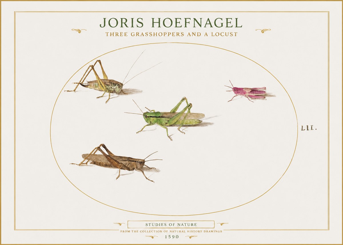 Joris Hoefnagel Three Grasshoppers and a Locust No1 - Póster