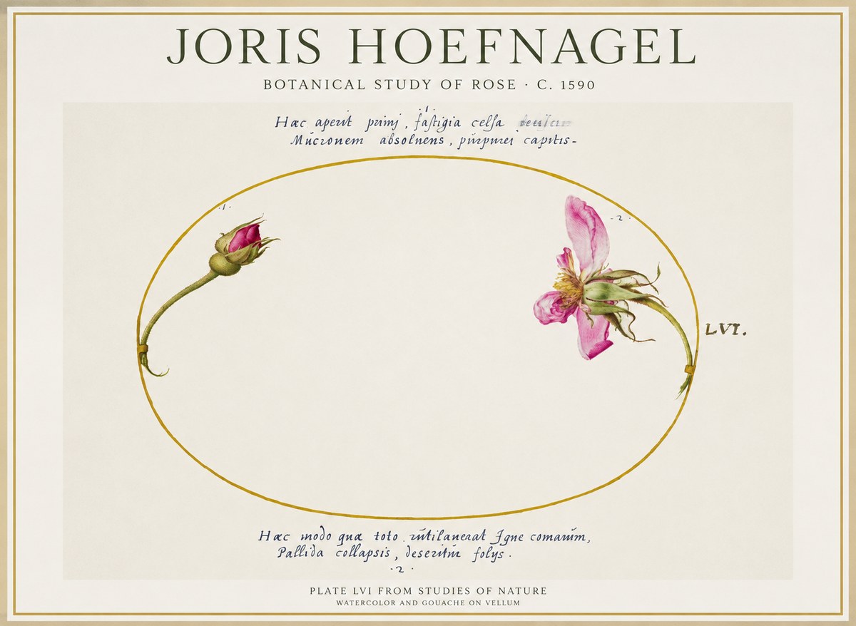 Joris Hoefnagel Botanical Study of Rose No1 - Póster