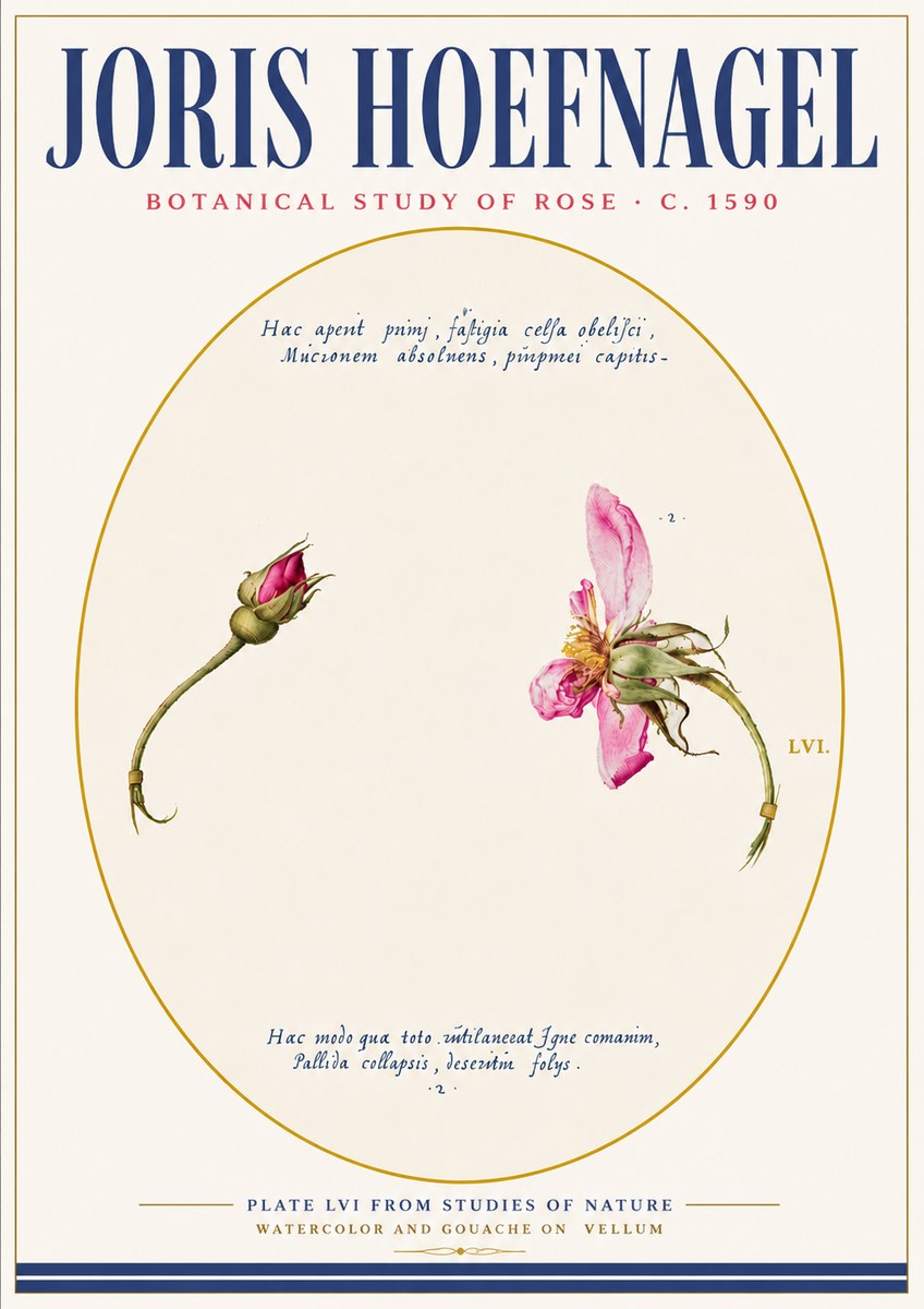 Joris Hoefnagel Botanical Study of Rose No6 - Póster