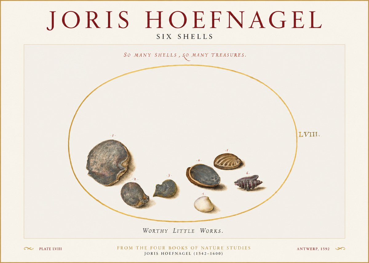 Joris Hoefnagel Six Shells No1 - Póster