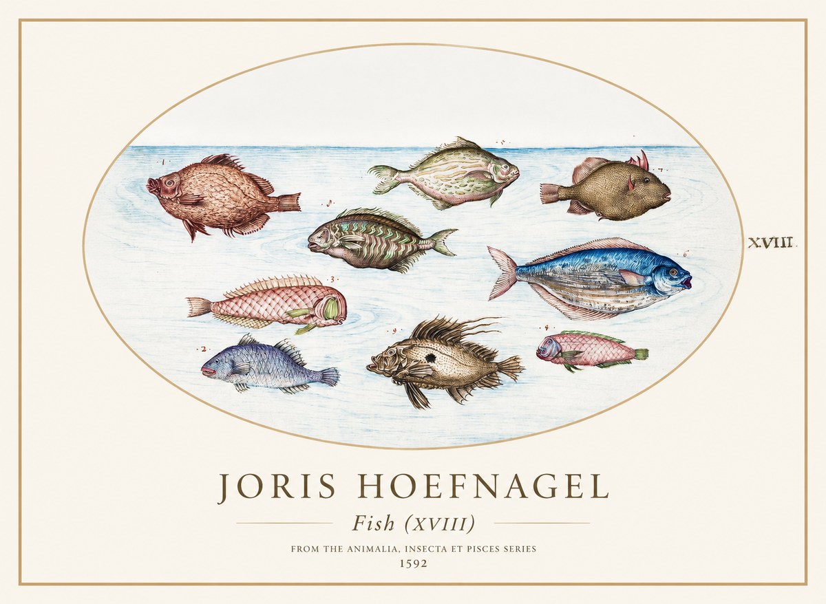 Joris Hoefnagel Studies of Fish I No2 - Póster