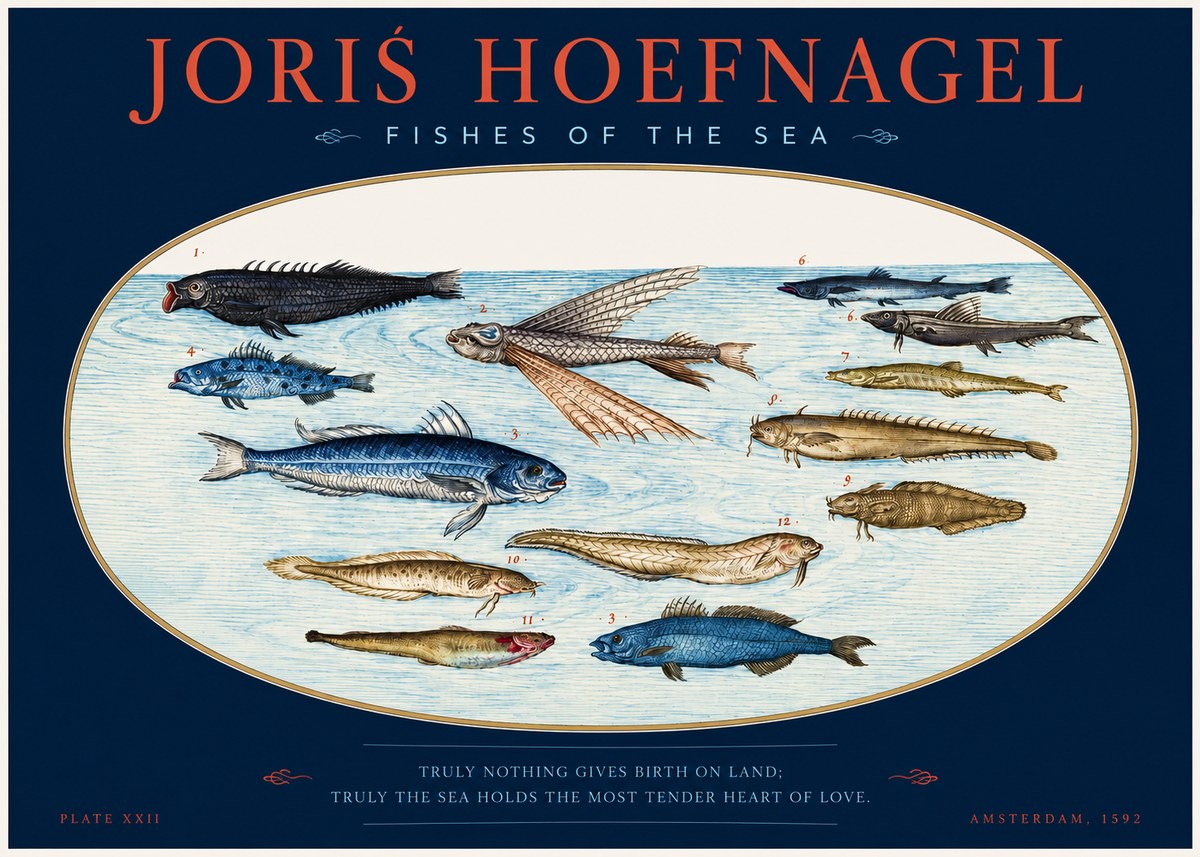 Joris Hoefnagel Fishes of the Sea I No2 - Póster