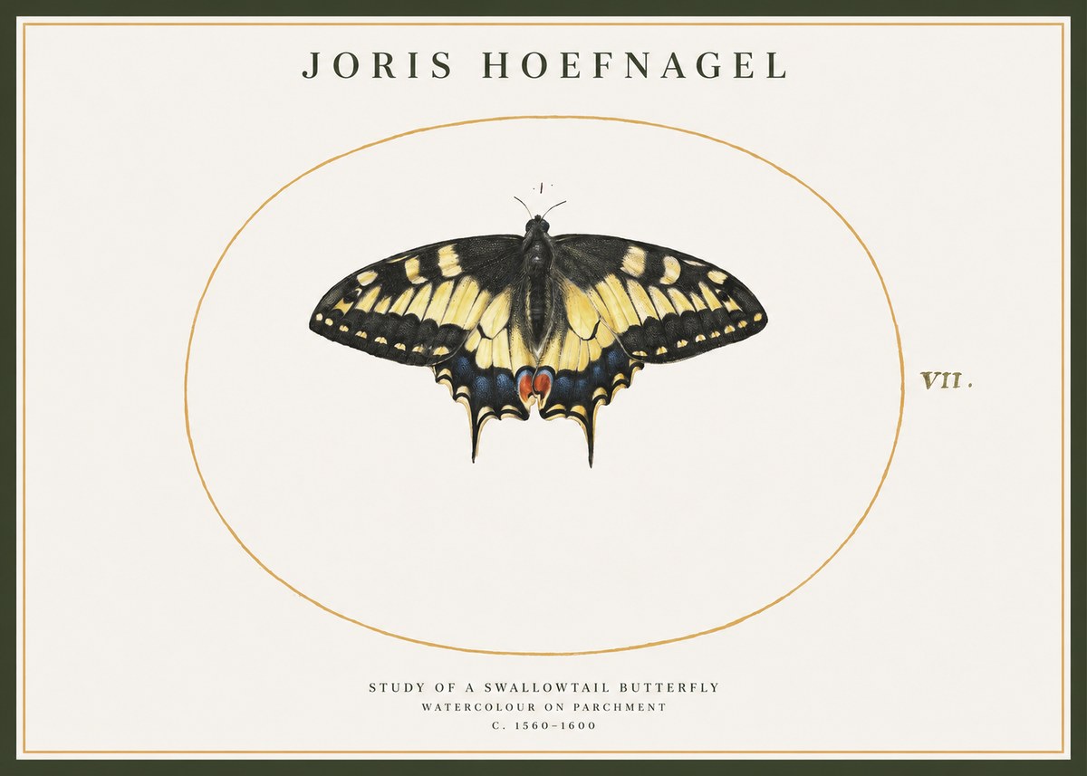 Joris Hoefnagel Study of a Swallowtail Butterfly No1 - Póster