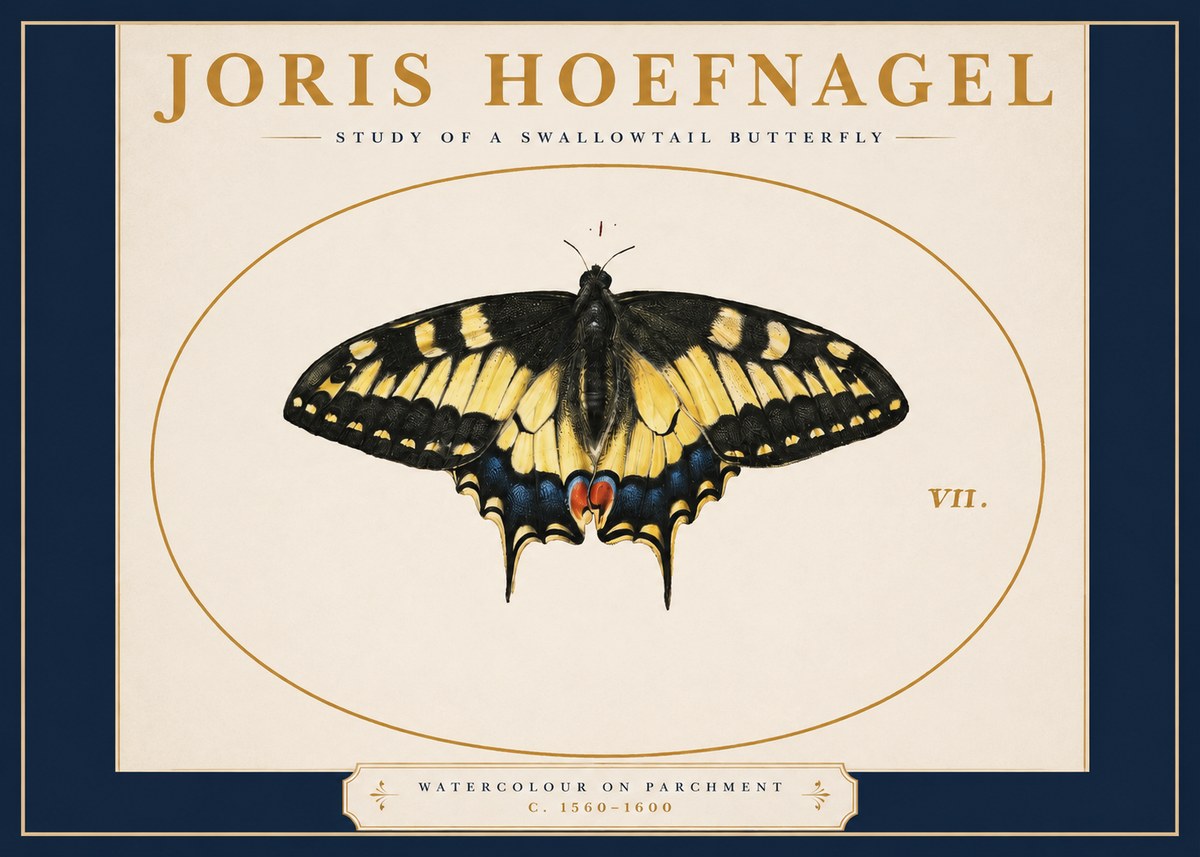 Joris Hoefnagel Study of a Swallowtail Butterfly No2 - Póster