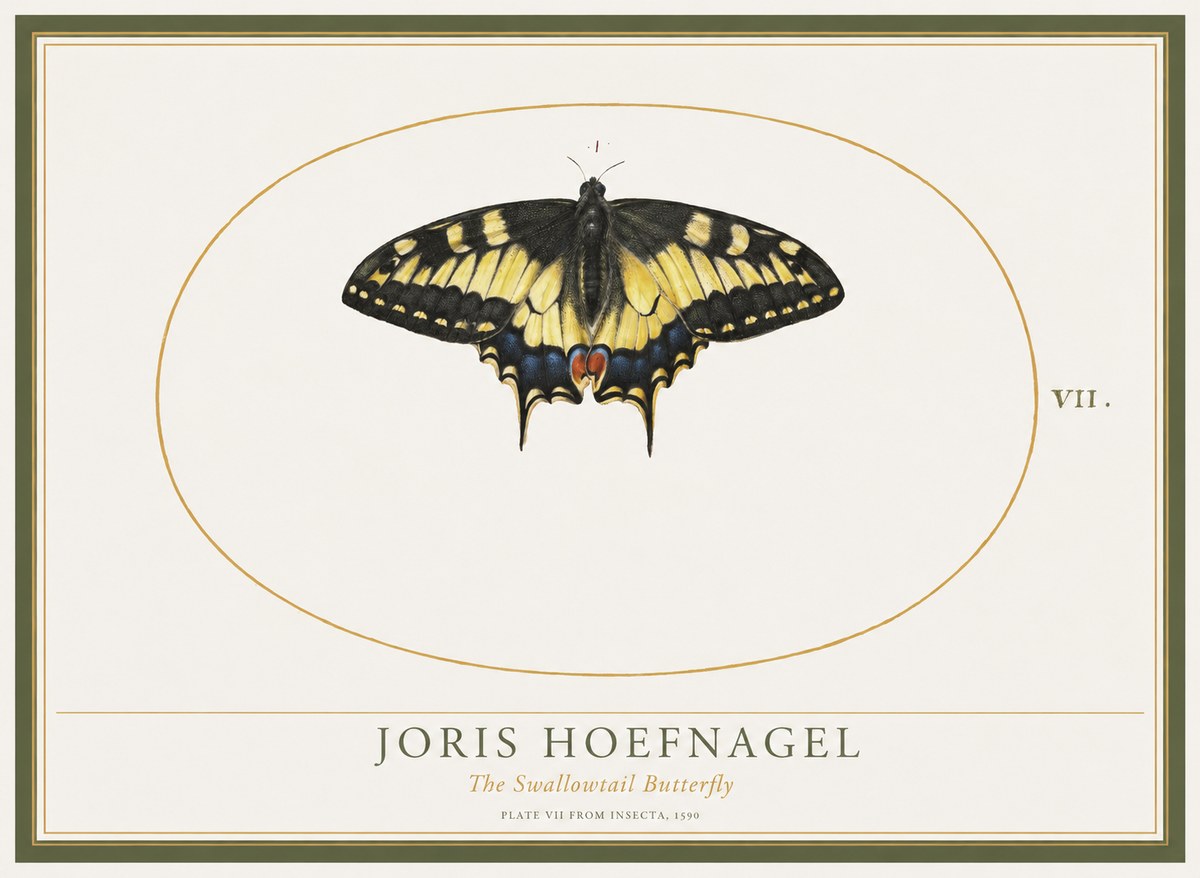 Joris Hoefnagel Study of a Swallowtail Butterfly No5 - Póster
