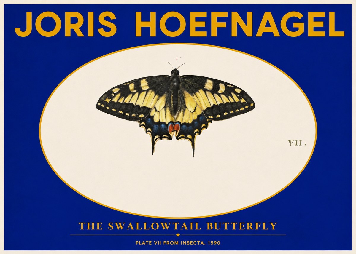 Joris Hoefnagel Study of a Swallowtail Butterfly No6 - Póster