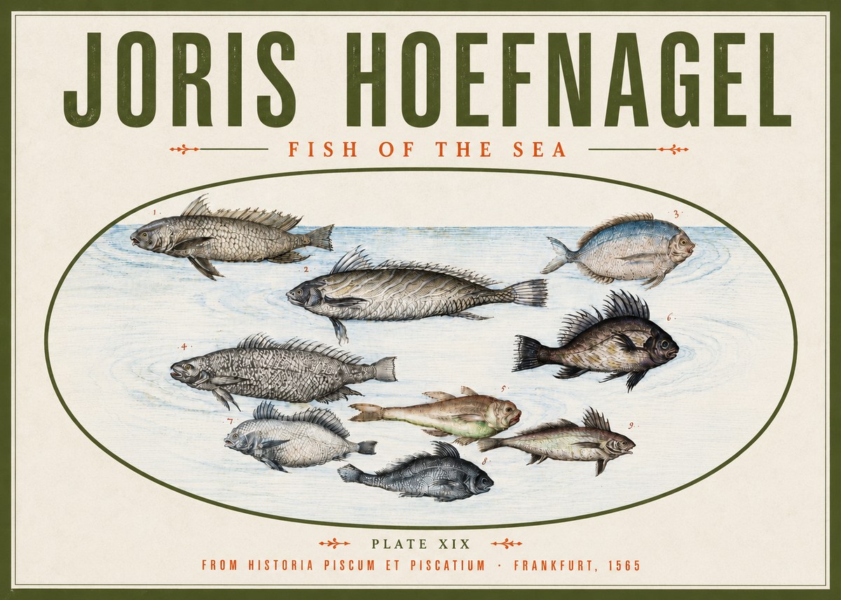 Joris Hoefnagel Fish of the Sea No4 - Póster