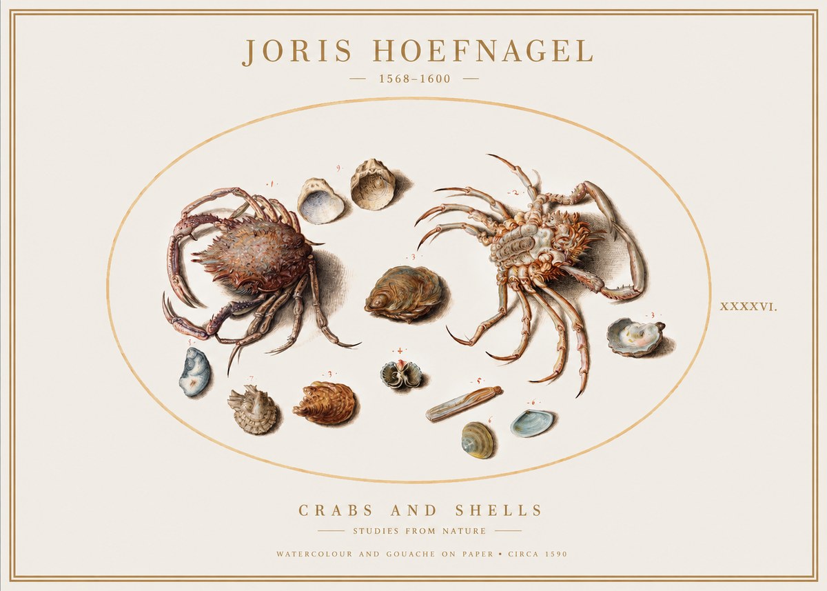 Joris Hoefnagel Crabs and Shells - Studies from Nature No1 - Póster