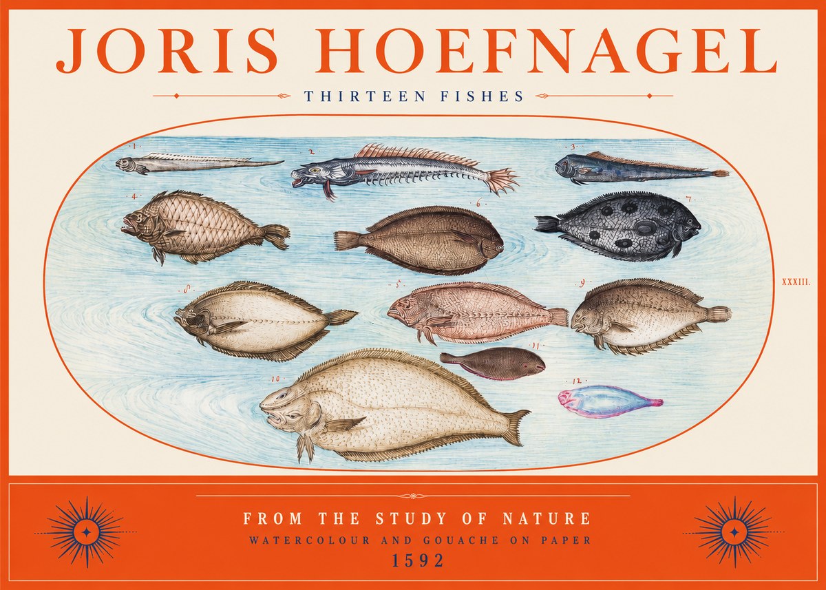 Joris Hoefnagel Thirteen Fishes from the Study of Nature No2 - Póster