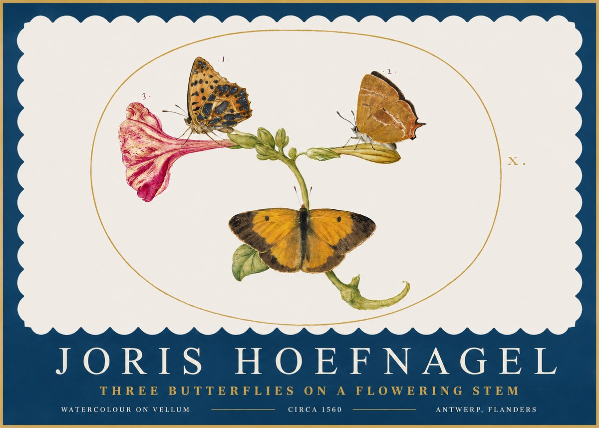 Joris Hoefnagel Three Butterflies on a Flowering Stem No2 - Póster