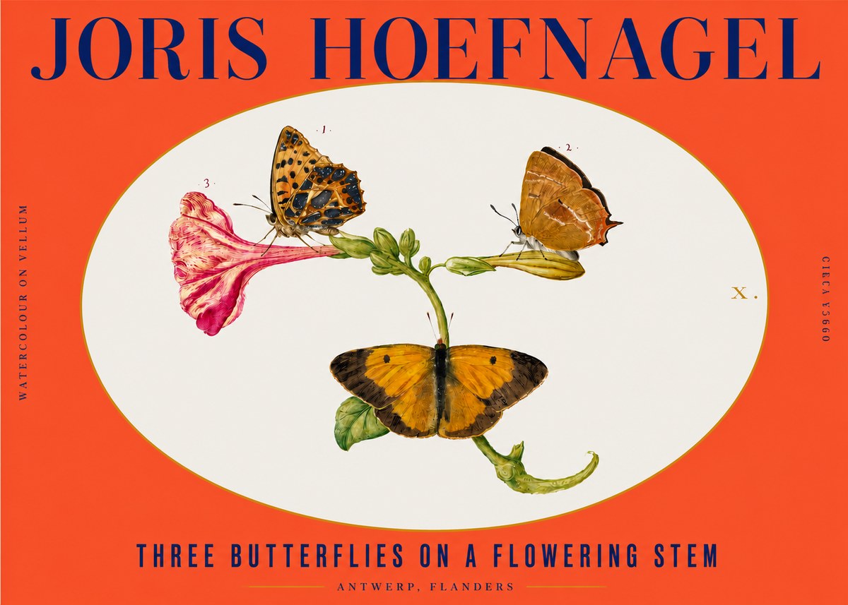 Joris Hoefnagel Three Butterflies on a Flowering Stem No3 - Póster