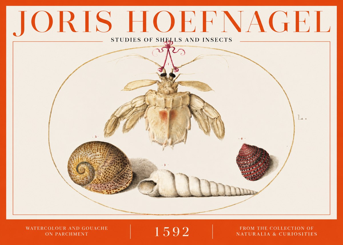 Joris Hoefnagel Studies of Shells and Insects No2 - Póster