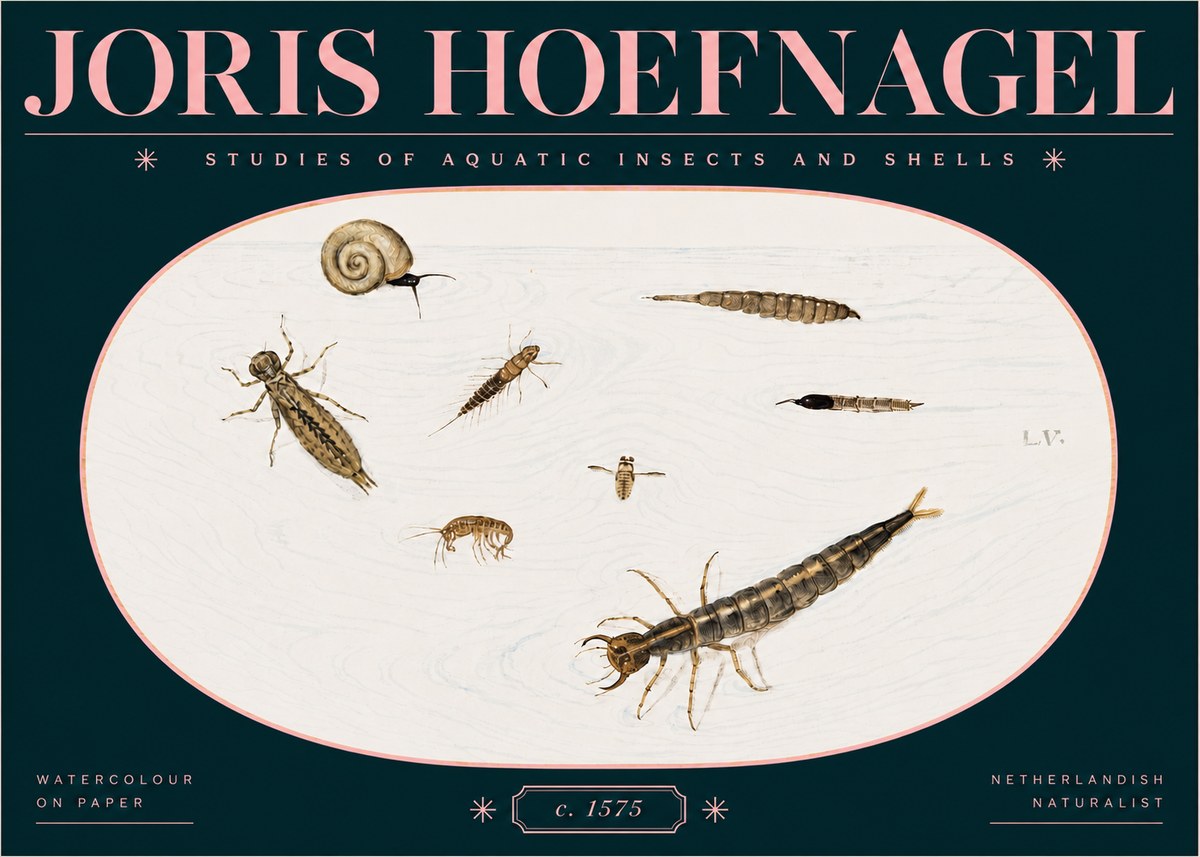 Joris Hoefnagel Studies of Aquatic Insects and Shells No3 - Póster