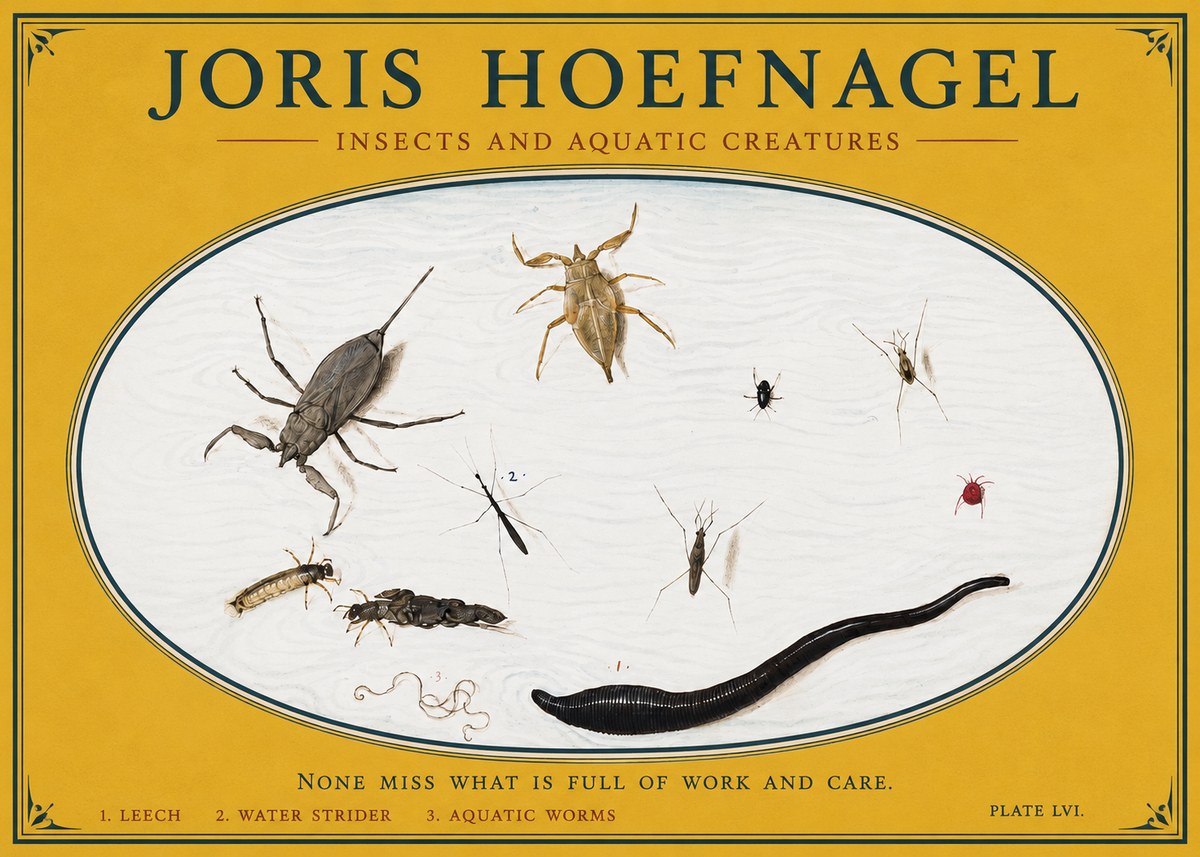 Joris Hoefnagel Insects and Aquatic Creatures No3 - Póster