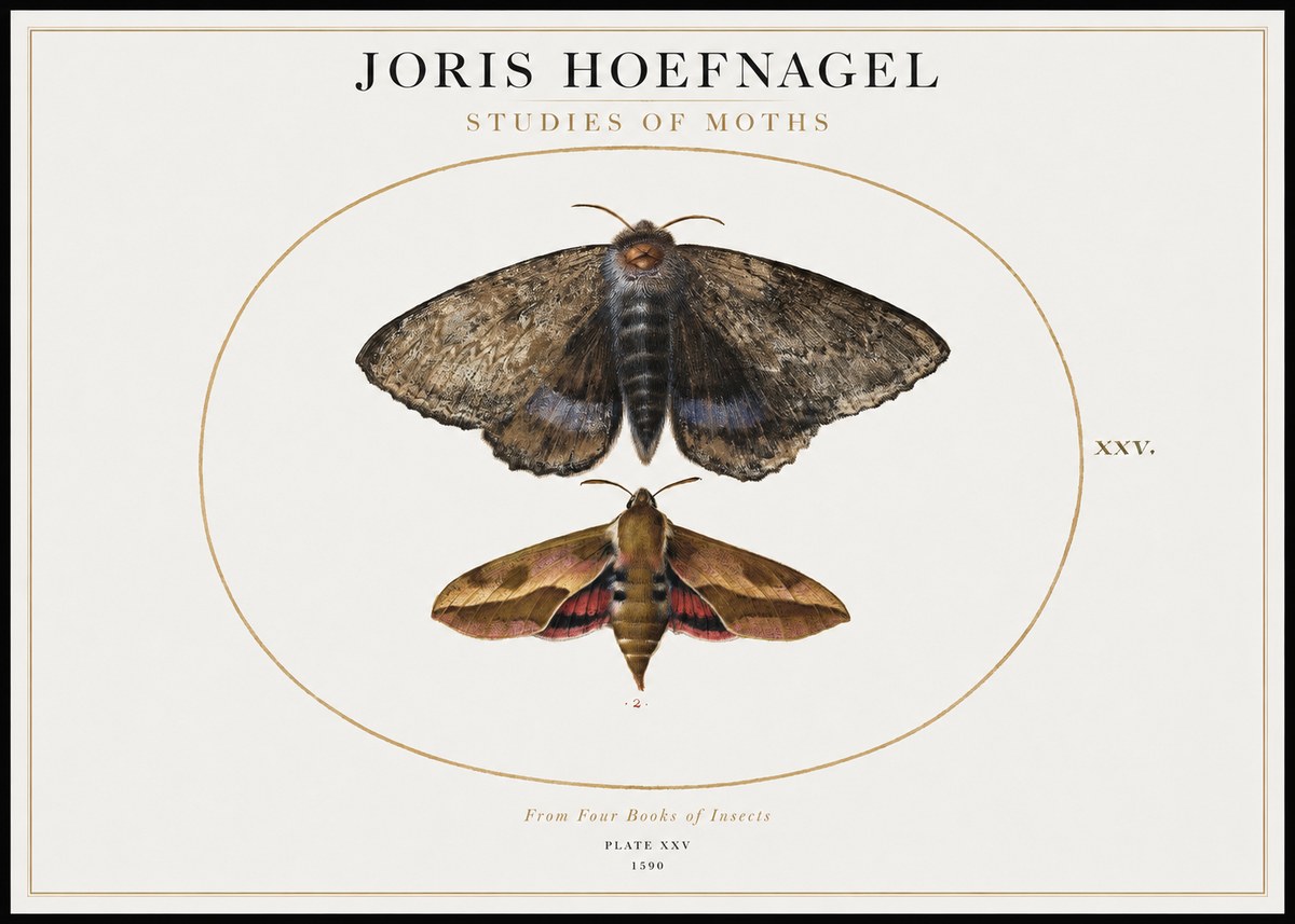 Joris Hoefnagel Studies of Moths I No1 - Póster