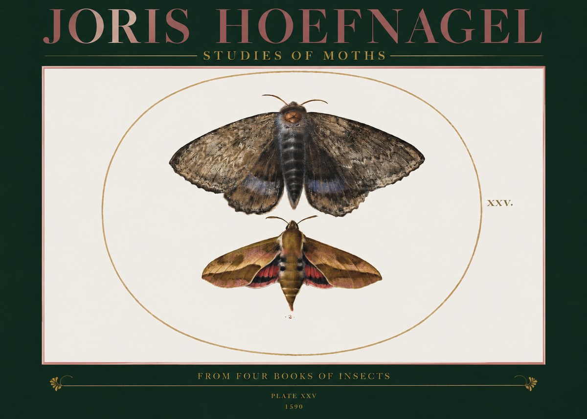 Joris Hoefnagel Studies of Moths I No2 - Póster