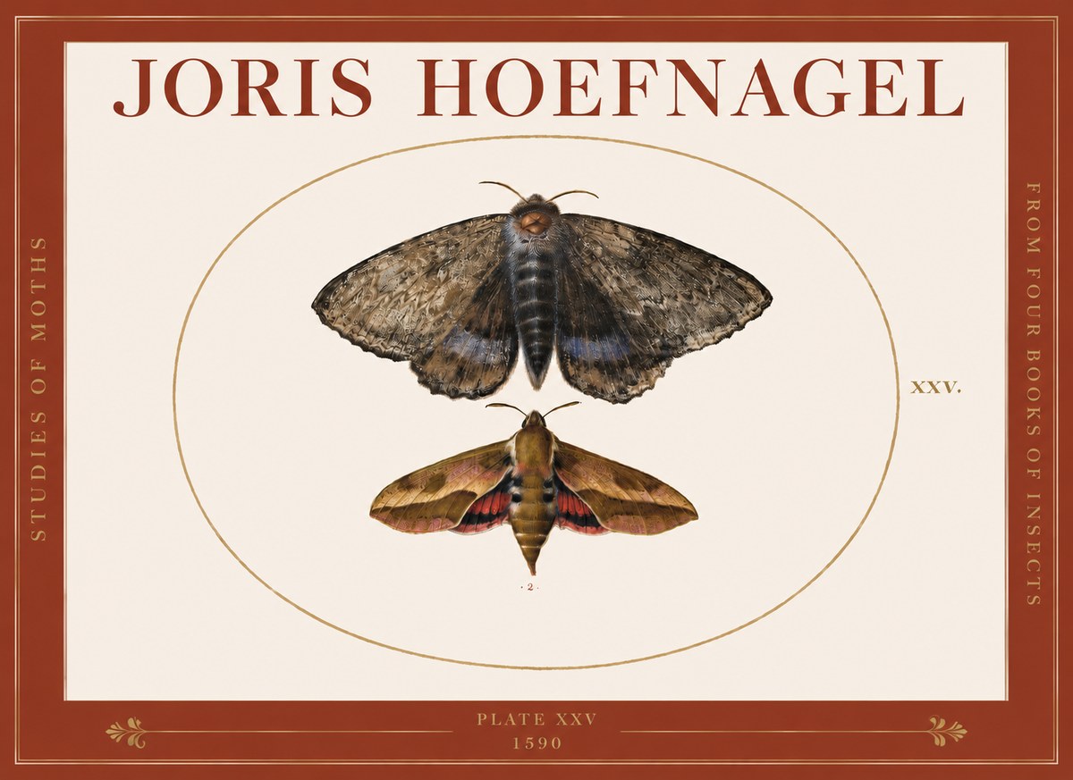 Joris Hoefnagel Studies of Moths I No3 - Póster