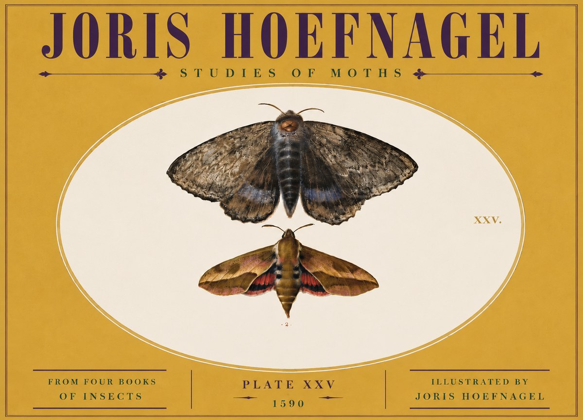 Joris Hoefnagel Studies of Moths I No5 - Póster