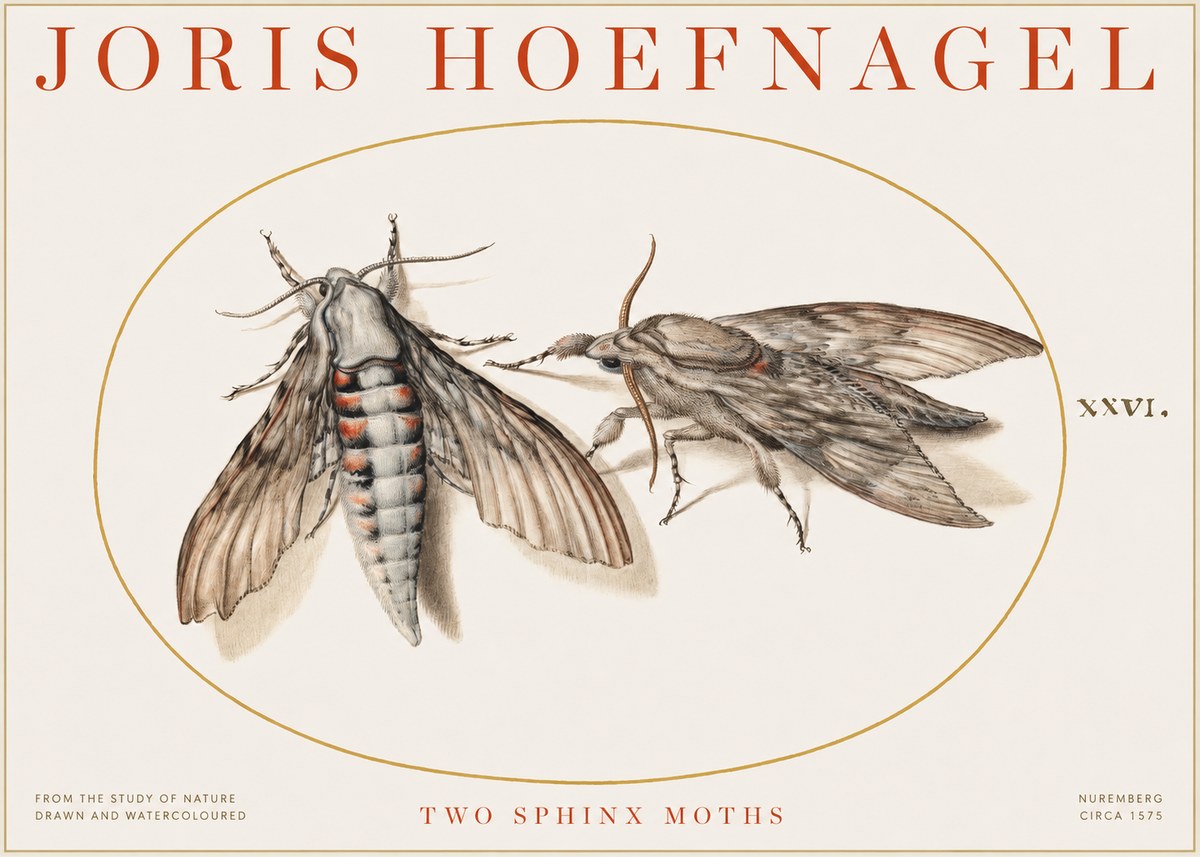 Joris Hoefnagel Two Sphinx Moths No1 - Póster
