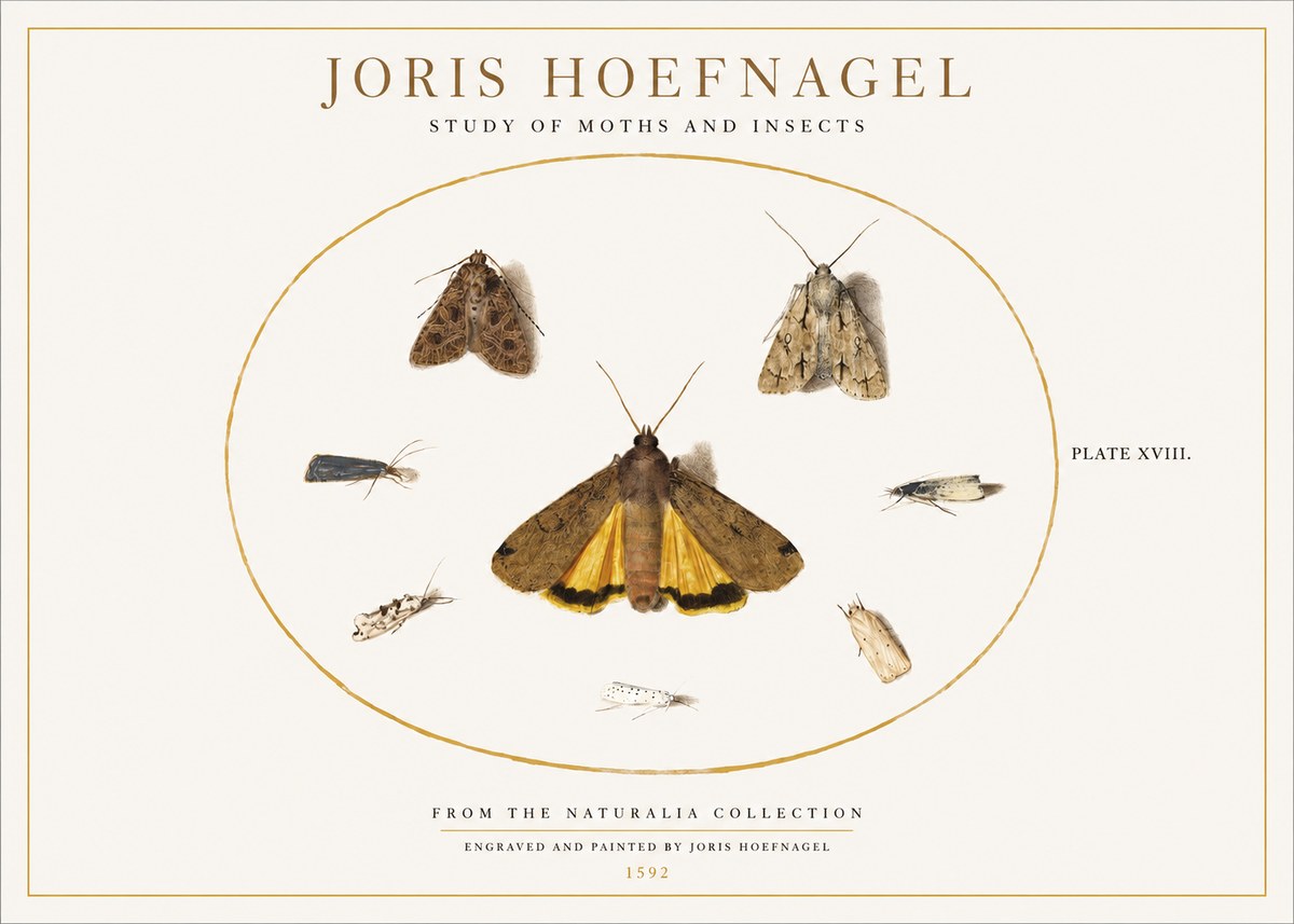 Joris Hoefnagel Study of Moths and Insects No1 - Póster