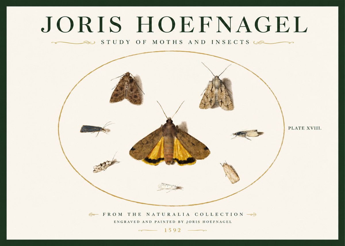 Joris Hoefnagel Study of Moths and Insects No3 - Póster