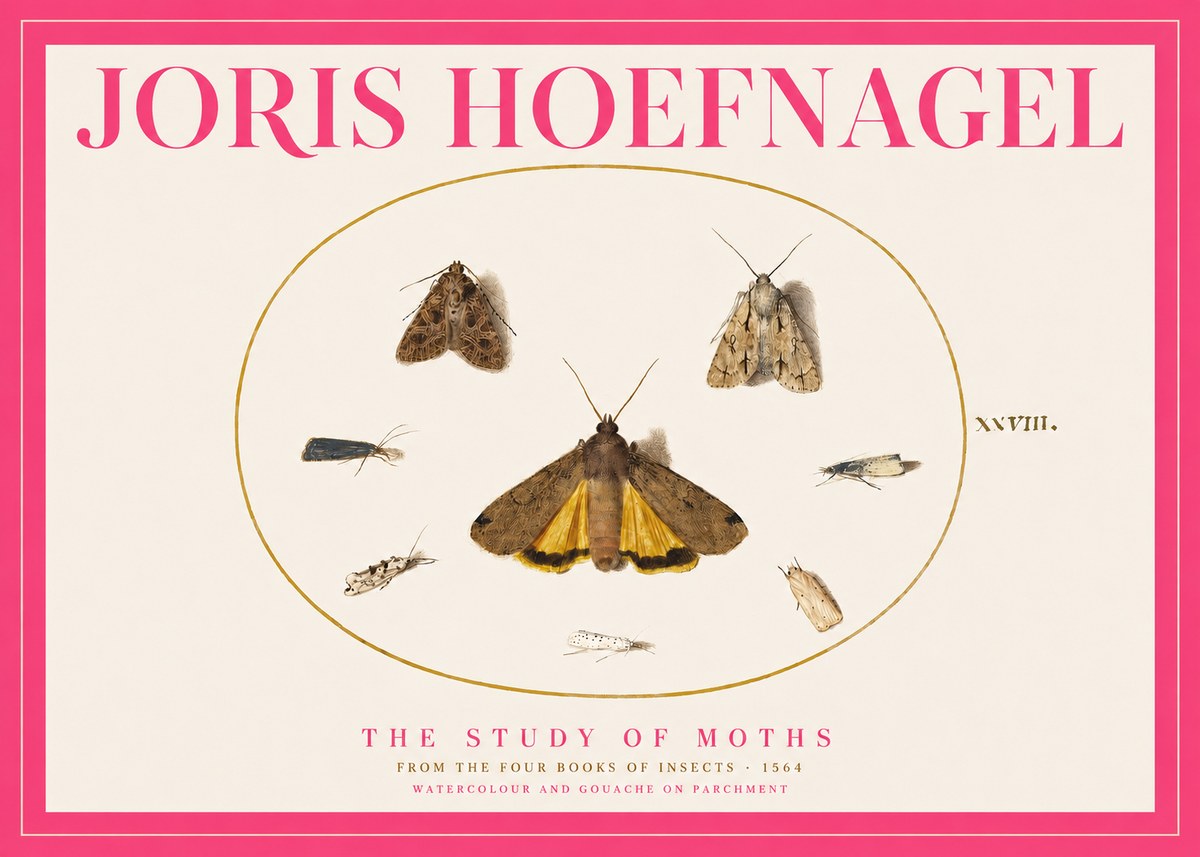 Joris Hoefnagel Study of Moths and Insects No5 - Póster