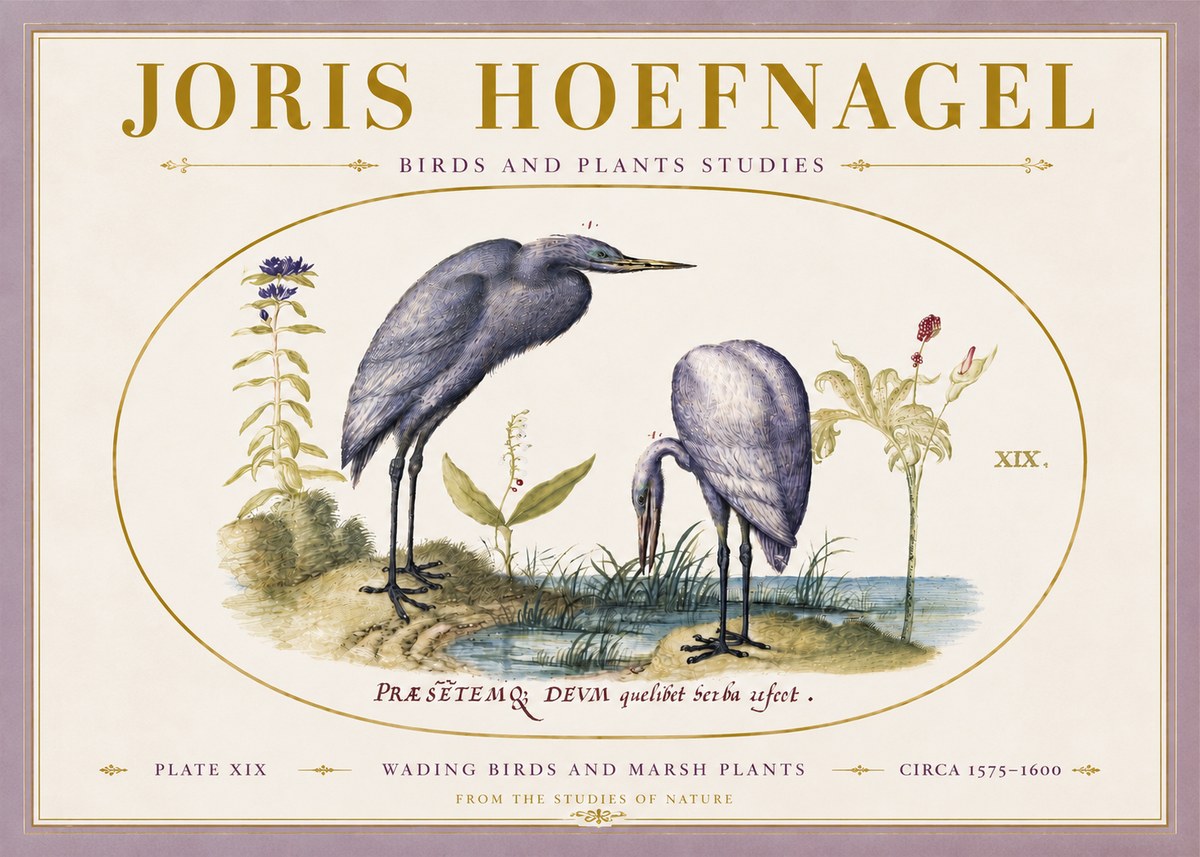 Joris Hoefnagel Wading Birds and Marsh Plants No5 - Póster