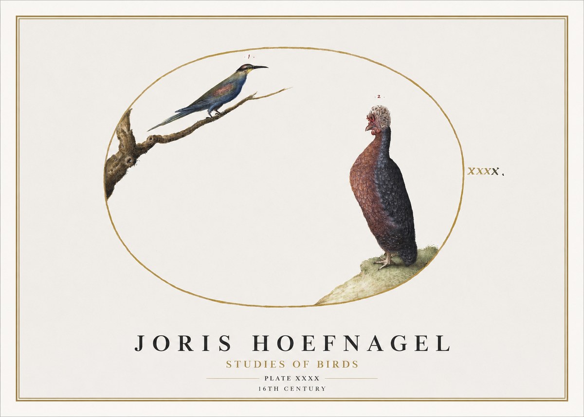 Joris Hoefnagel Studies of Birds I No2 - Póster