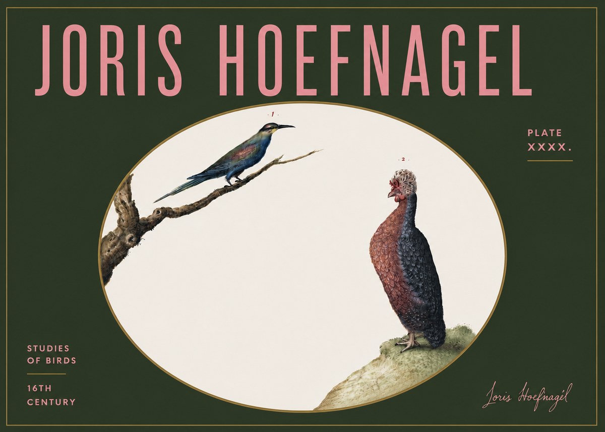 Joris Hoefnagel Studies of Birds I No5 - Póster