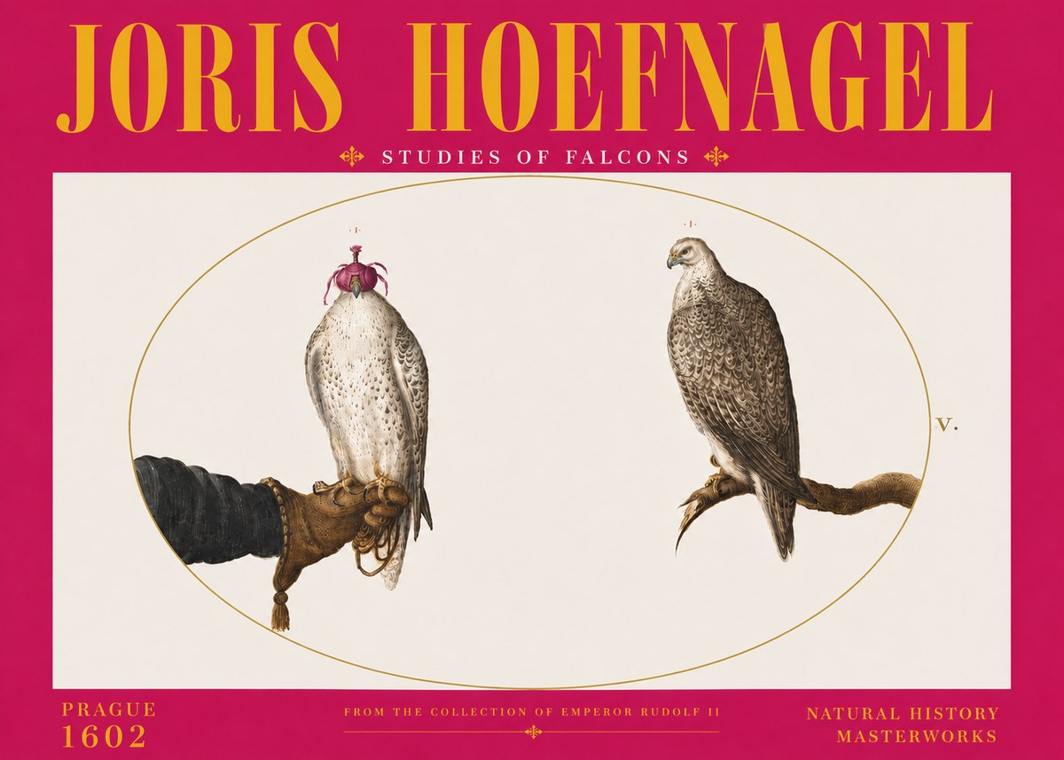 Joris Hoefnagel Studies of Falcons No6 - Póster