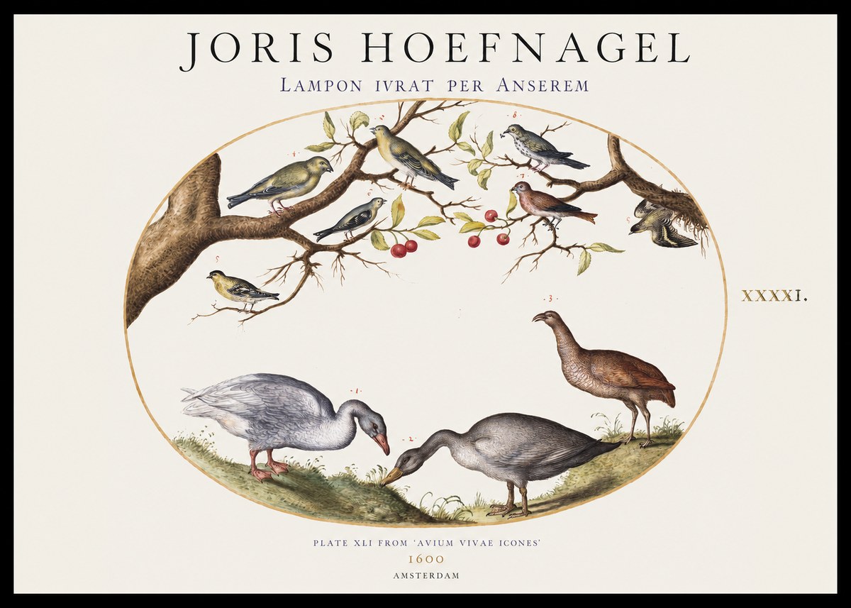 Joris Hoefnagel Lampon Ivrat per Anserem No1 - Póster