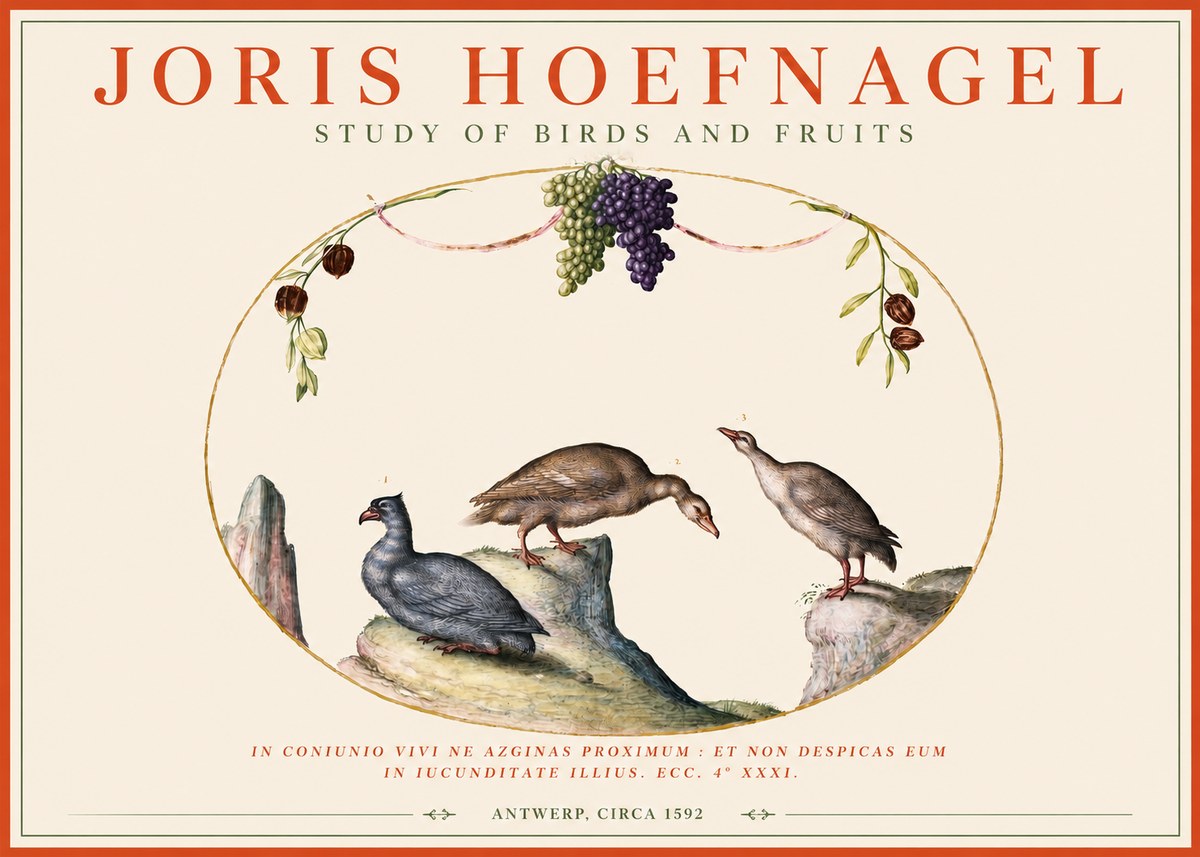 Joris Hoefnagel Three Birds with Grapes and Inscription No4 - Póster