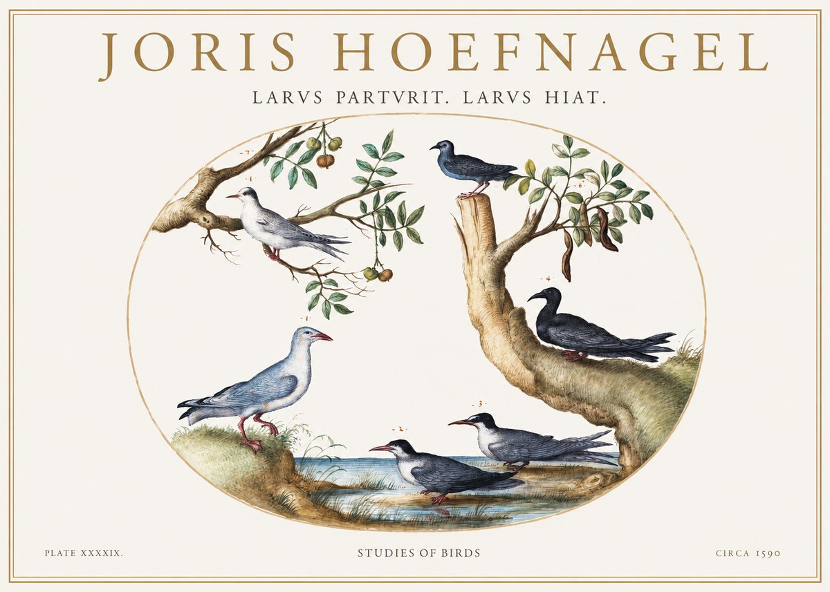 Joris Hoefnagel Studies of Birds II No1 - Póster