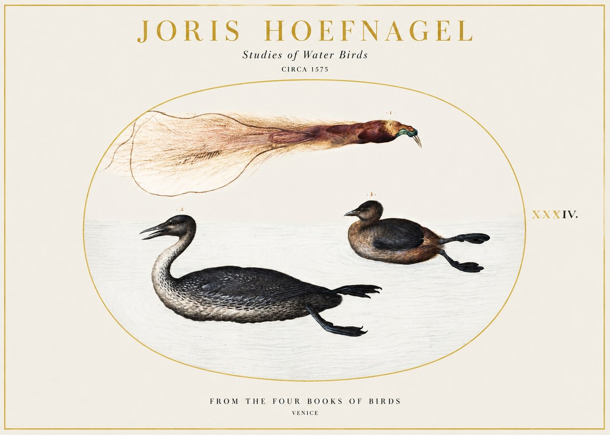 Joris Hoefnagel Studies of Water Birds No1 - Póster