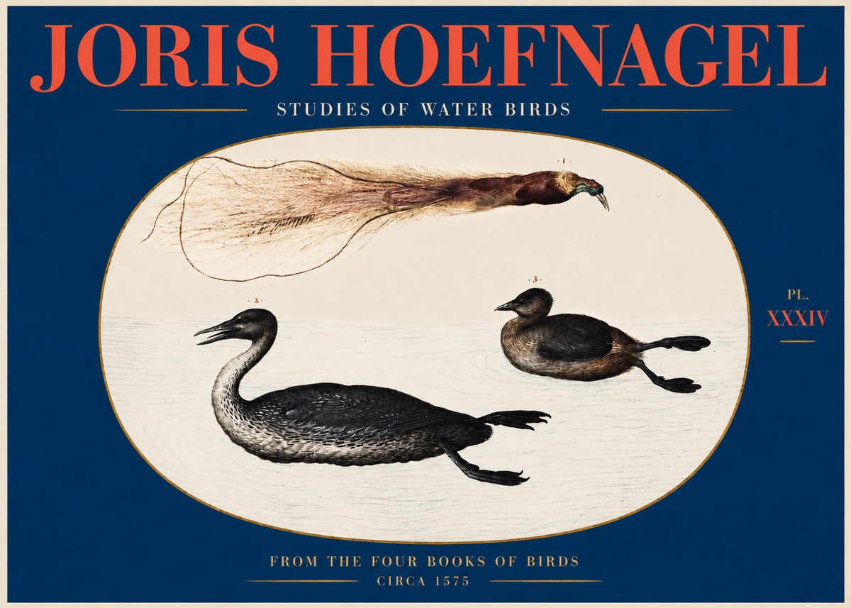 Joris Hoefnagel Studies of Water Birds No2 - Póster