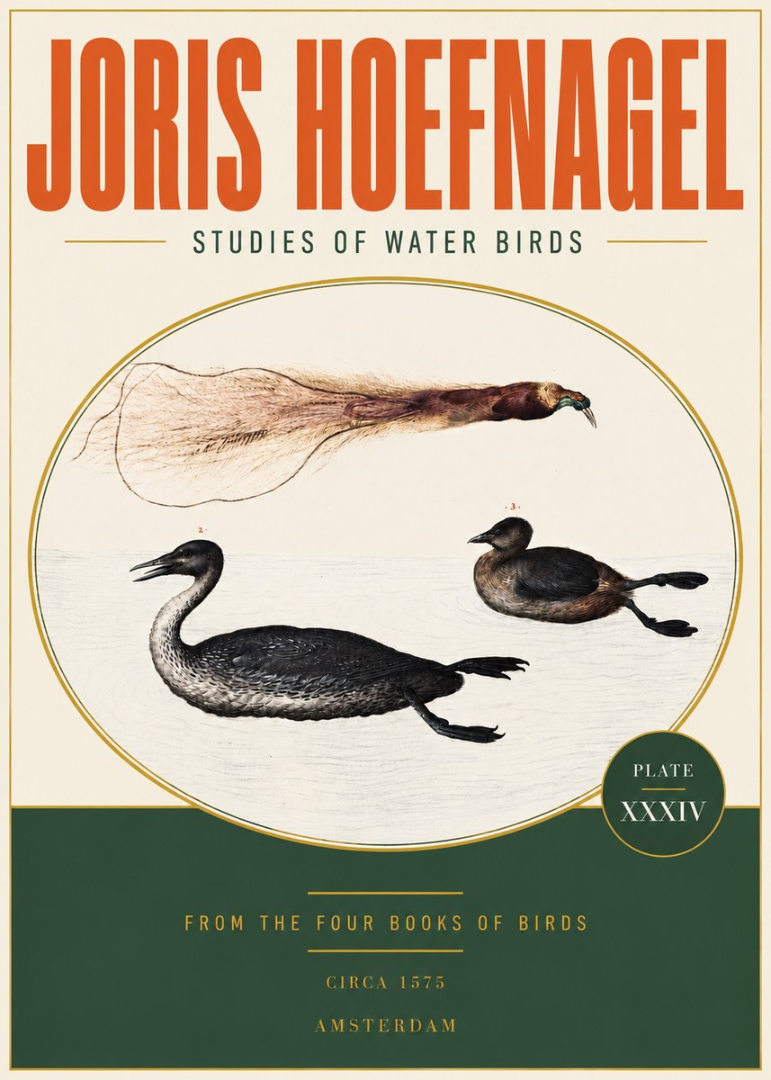 Joris Hoefnagel Studies of Water Birds No3 - Póster