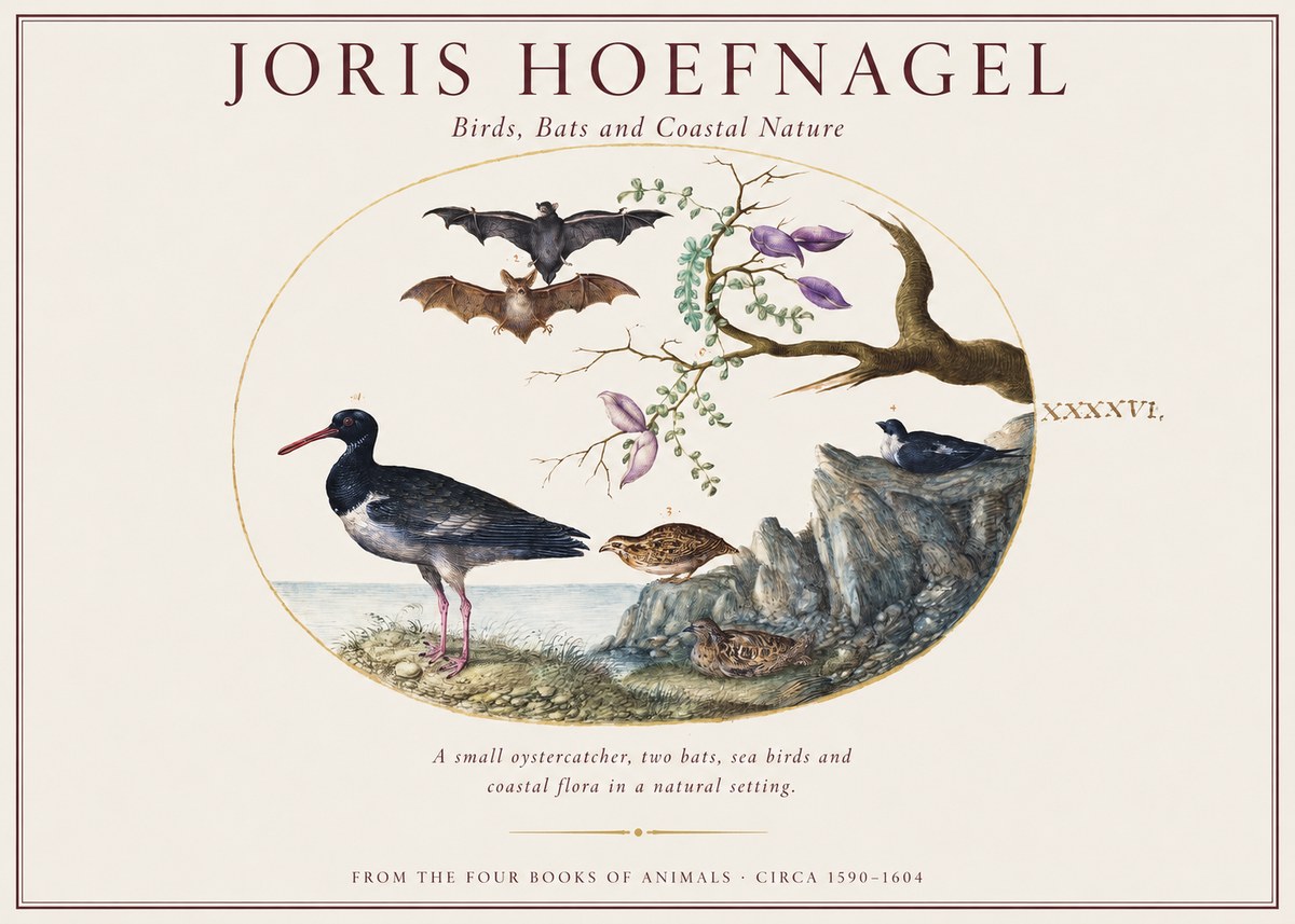 Joris Hoefnagel Birds, Bats and Coastal Nature No1 - Póster