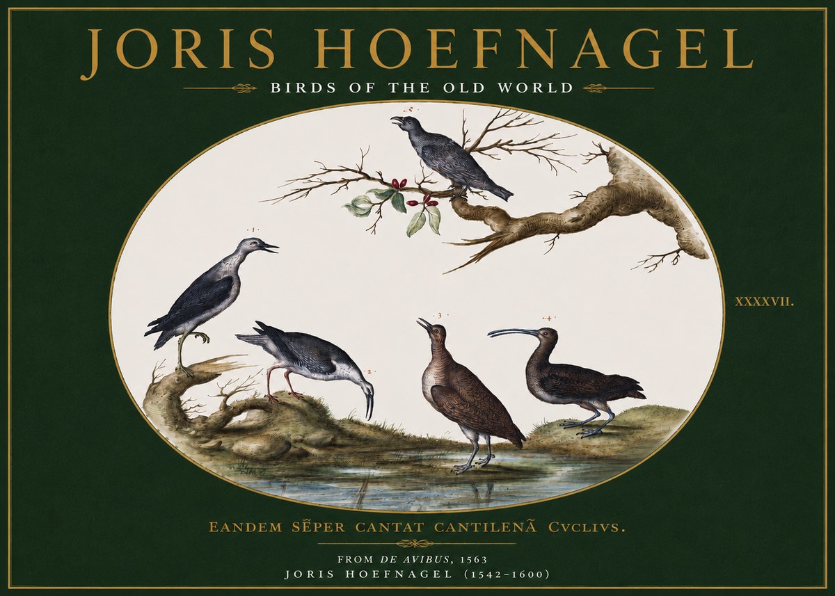 Joris Hoefnagel Birds of the Old World No3 - Póster