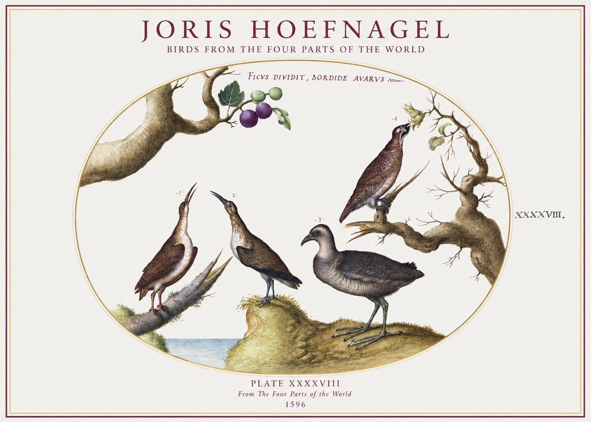 Joris Hoefnagel Birds from the Four Parts of the World No1 - Póster