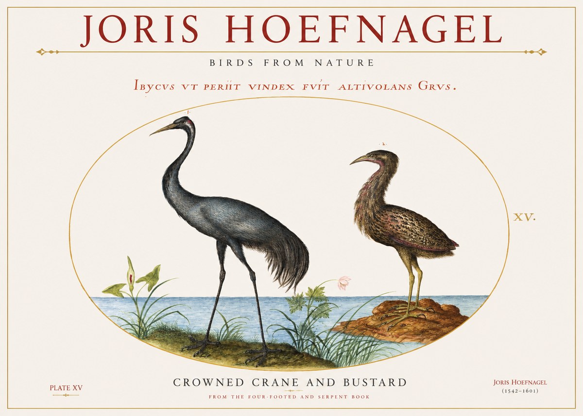 Joris Hoefnagel Crowned Crane and Bustard No1 - Póster