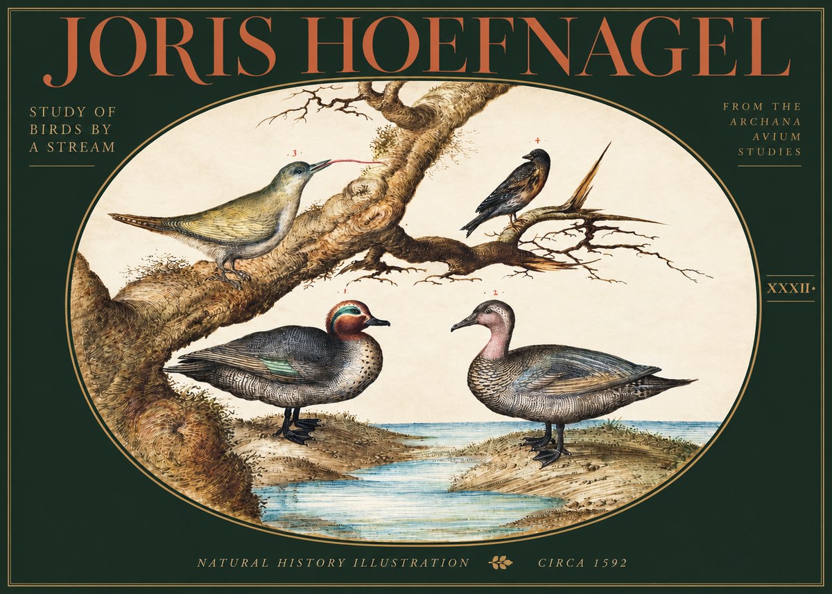 Joris Hoefnagel Study of Birds by a Stream No3 - Póster